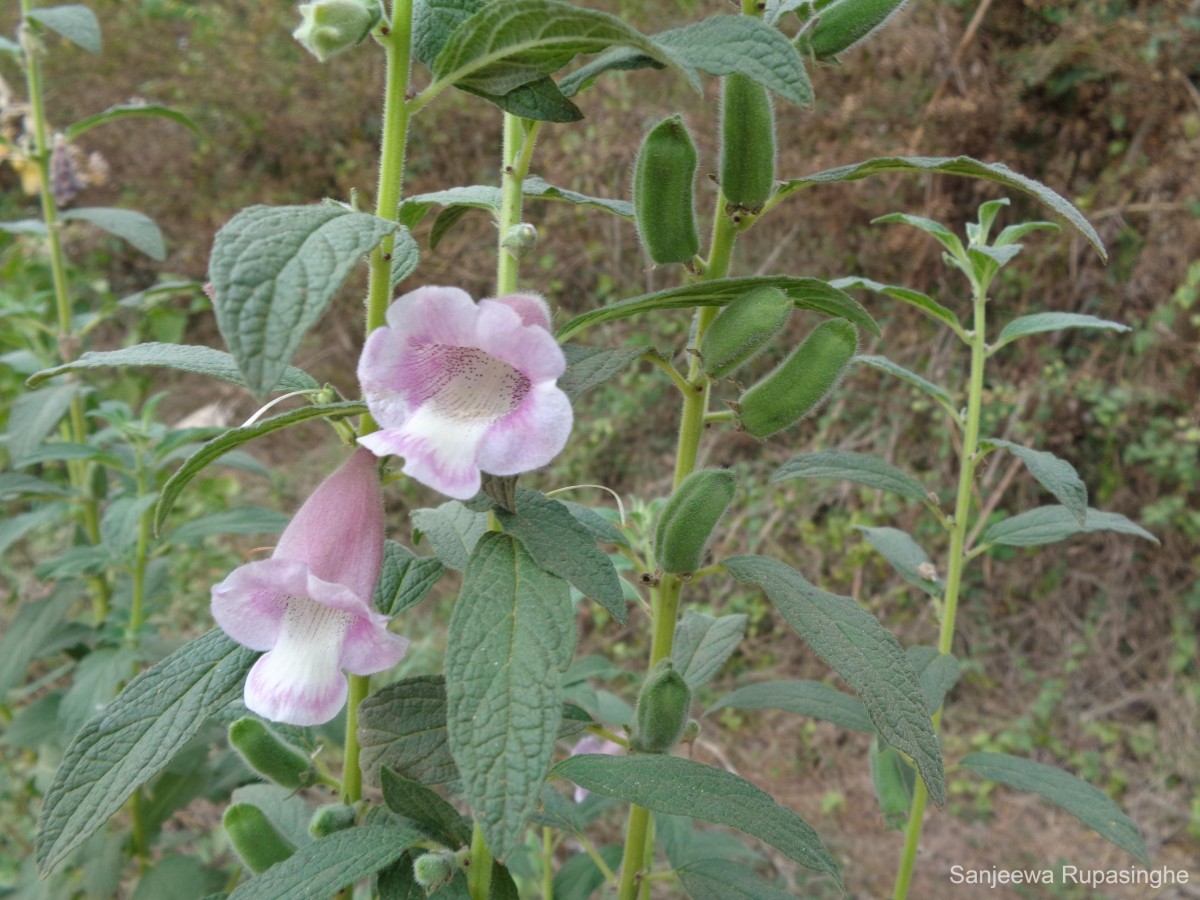 Sesamum radiatum Thonn. ex Hornem.